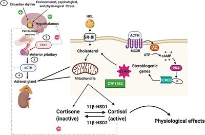 Glucocorticoid Signaling and the Aging Heart